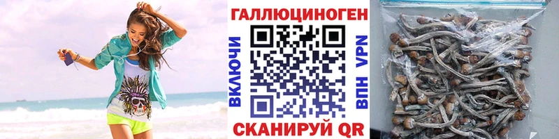 Купить  Бикин  Галлюциногенные грибы Psilocybine cubensis 
